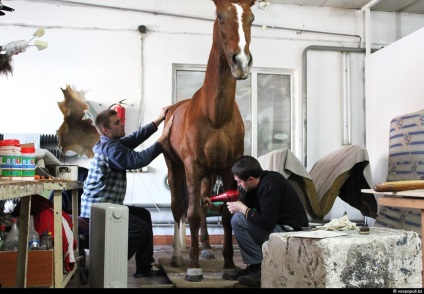 Taxidermist sau producător de animale împăiate