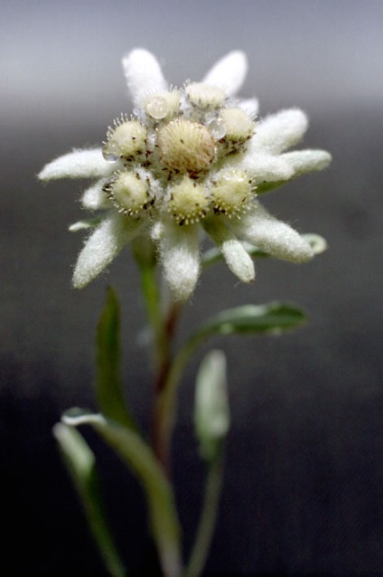 Talisman de dragoste - floare de argint edelweiss