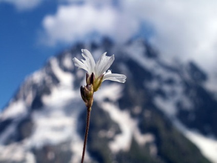 Talisman de dragoste - floare de argint edelweiss