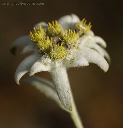 Talisman de dragoste - floare de argint edelweiss