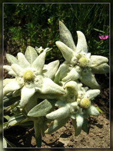 Talisman de dragoste - floare de argint edelweiss