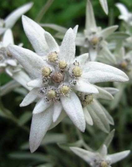 Talisman de dragoste - floare de argint edelweiss
