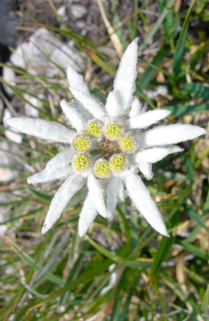 Talisman de dragoste - floare de argint edelweiss