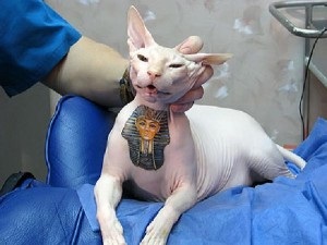 Tatuaje pentru pisici - Don Sphynx șobolan
