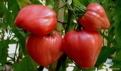 Tomate - legume - bibliotecă - fermă de familie