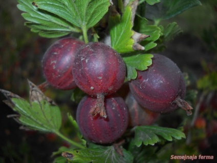 Tomate - legume - bibliotecă - fermă de familie