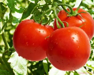 Tomate - legume - bibliotecă - fermă de familie