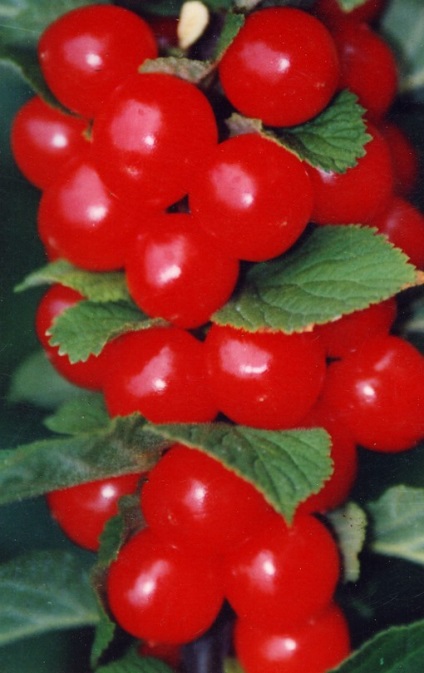 Tomate - legume - bibliotecă - fermă de familie