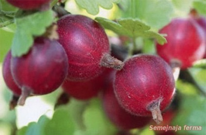 Tomate - legume - bibliotecă - fermă de familie