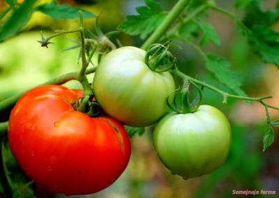 Tomate - legume - bibliotecă - fermă de familie