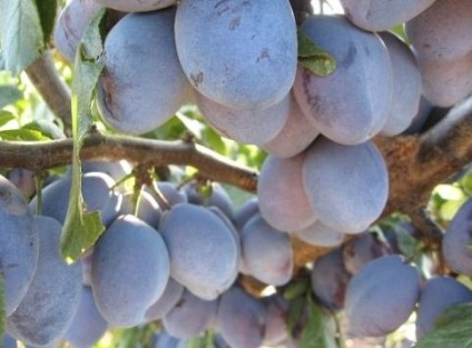 Tomate - legume - bibliotecă - fermă de familie