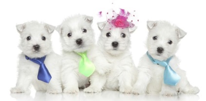 Cele 20 de rase drăguțe de câini care sunt vinovate de a fi prea adorabile