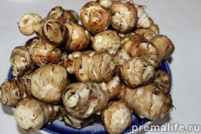 Jerusalem artichoke (pământ de pere) proprietăți utile, cultivare, tratament boala, rețete