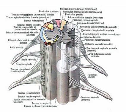 Leziuni ale nașterii coloanei vertebrale și ale măduvei spinării și tratamentul dobândit și recuperarea după traume