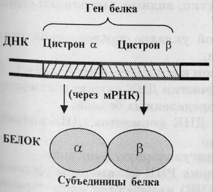 Gena are o structură și funcții