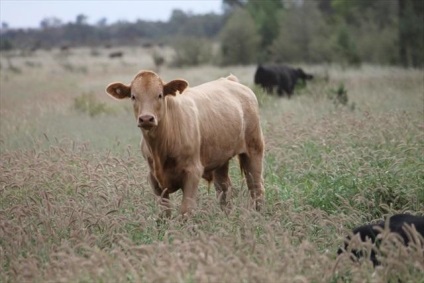 Îmbunătățirea calităților de carne a bovinelor