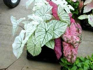 Caladium de îngrijire a caladiului și de îngrijire la domiciliu util plante de interior