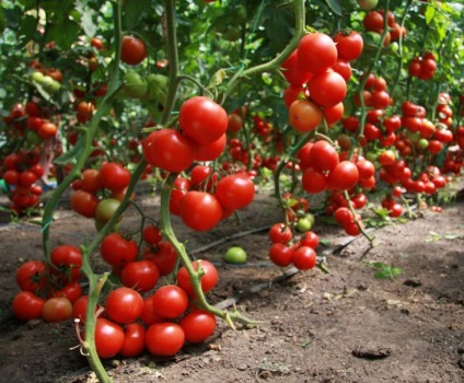 Grija pentru tomate în luna iulie în seră de iluminat, temperatura, top dressing și udarea de tomate, fotografii, video