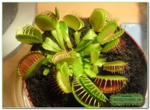 Venus flytrap (dione) la domiciliu, îngrijire, transplant, reproducere, fotografie