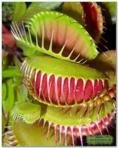 Venus flytrap (dione) la domiciliu, îngrijire, transplant, reproducere, fotografie