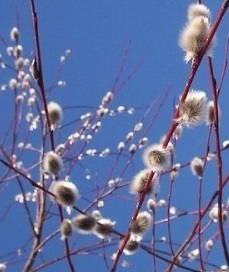 Palm Sunday és a punci, a tibeti tej gomba gyógyító tulajdonságai