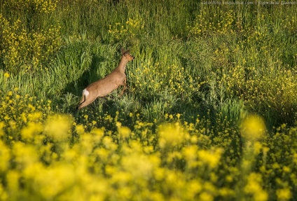 Primăvara Toscana, știri despre fotografii