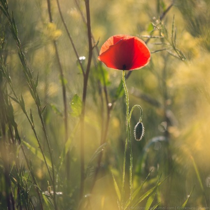 Primăvara Toscana, știri despre fotografii