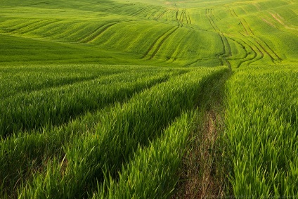 Primăvara Toscana, știri despre fotografii