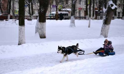 Partea 2 - totul despre câini și pisici