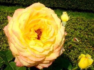 Cultivăm plantarea și îngrijirea trandafirilor ceai-hibrizi și alegem o varietate de trandafiri ceai-hibrizi în fotografie