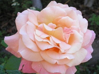 Cultivăm plantarea și îngrijirea trandafirilor ceai-hibrizi și alegem o varietate de trandafiri ceai-hibrizi în fotografie