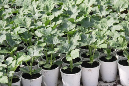 Cultivarea pepeni verzi în caracteristicile Belarus de îmbarcare și îngrijire