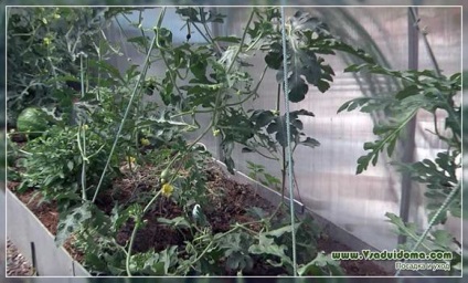 Cultivarea pepene verde în centura de mijloc a Rusiei și Belarusului, un loc despre o grădină, o reședință de vară și plante de apartament
