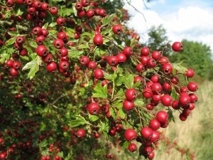 Cultivarea pădurii de păducel (reproducere și îngrijire a plantelor), fermă exemplară