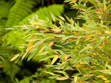 Cultivarea și îngrijirea bambusului