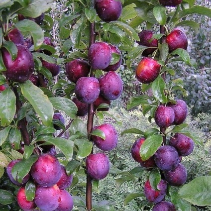 Cultivarea prunelor în formă de coloană, consultanță floristică