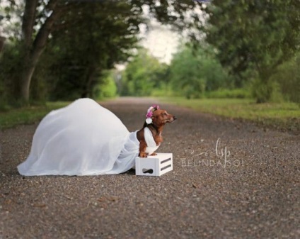 Gyönyörű esküvői fotózás a várandós tacskók számára, ami nem rosszabb, mint az emberek