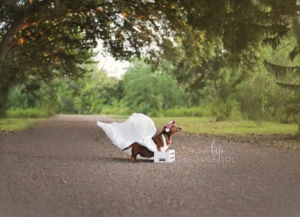 Gyönyörű esküvői fotózás a várandós tacskók számára, ami nem rosszabb, mint az emberek