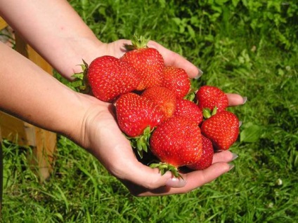 Totul despre gradina de strawberry albion - o descriere a soiului, ceea ce este diferit de căpșuni, plantare, îngrijire și