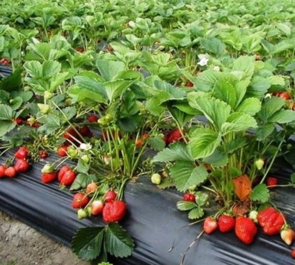 Totul despre gradina de strawberry albion - o descriere a soiului, ceea ce este diferit de căpșuni, plantare, îngrijire și