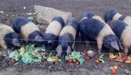 Caracteristicile furajelor pentru porci