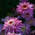 Krizantém cserje (argyranthemum frutescens)