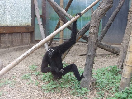 Khulok - maimuța 