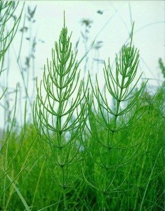 Horsetail proprietati utile si medicinale