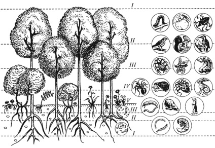 Nivelul structurii fitocenozelor