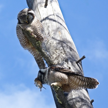 Hawk Owl - Csodálatos állatvilág