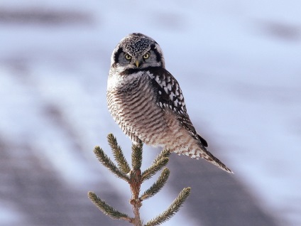 Hawk Owl - Csodálatos állatvilág