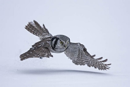 Hawk Owl - Csodálatos állatvilág