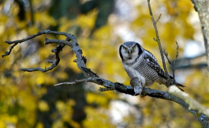 Hawk Owl - Csodálatos állatvilág