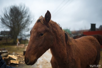 De ce cetățeanul din Minsk sa dus într-un sat pe moarte și a început să salveze cai